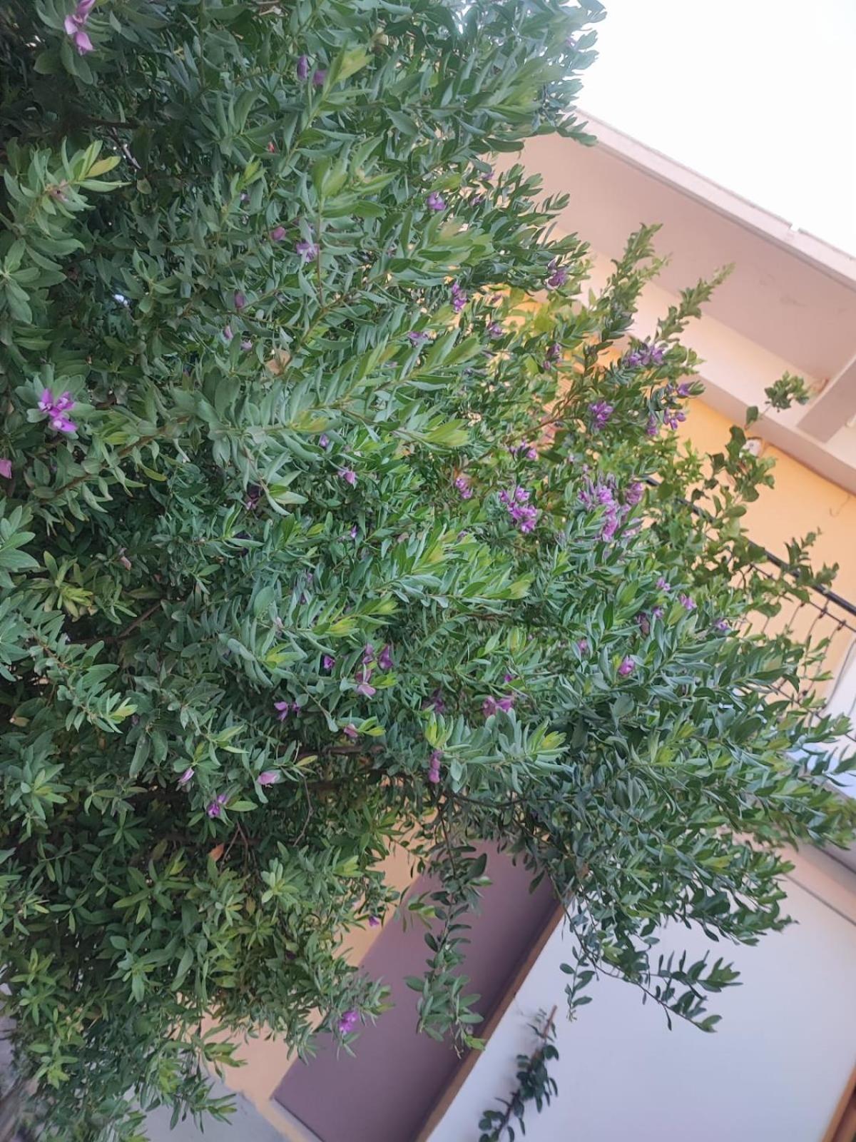 锡米Myrtia公寓 外观 照片